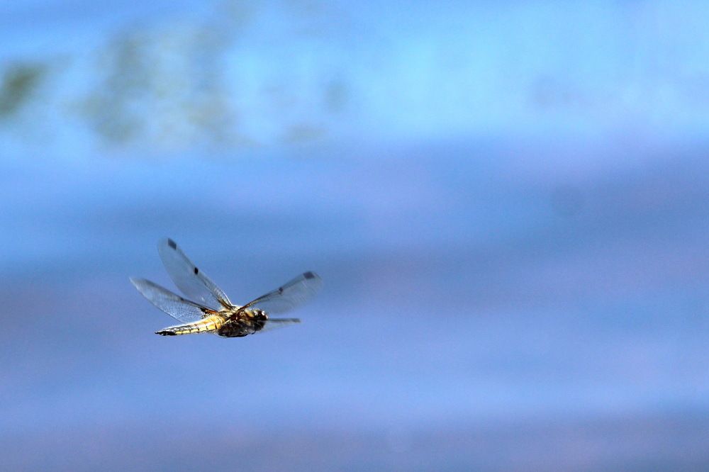 Photograph by Александр Алабушев