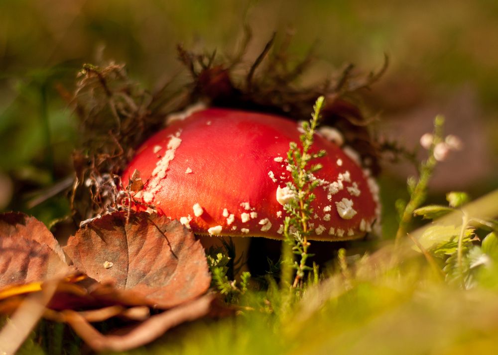 Photograph by Дарья Кончакова