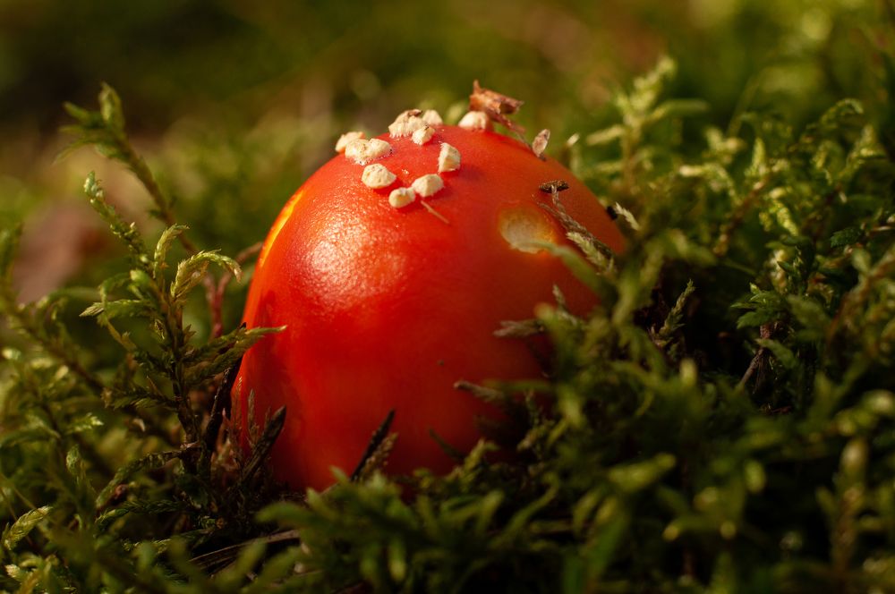 Photograph by Дарья Кончакова