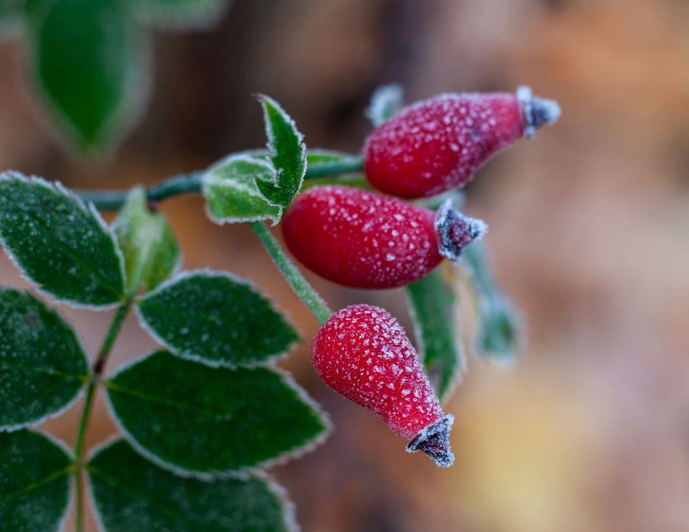 Photograph by Дарья Кончакова