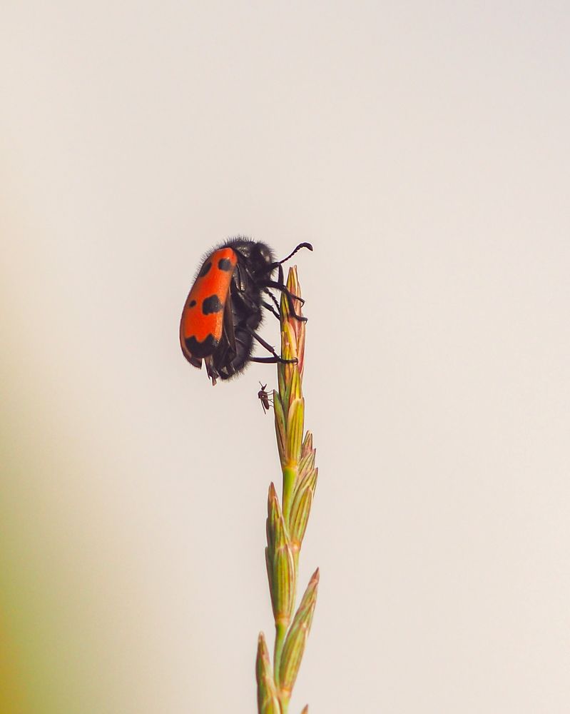 Photograph by Светлана Шибаршина