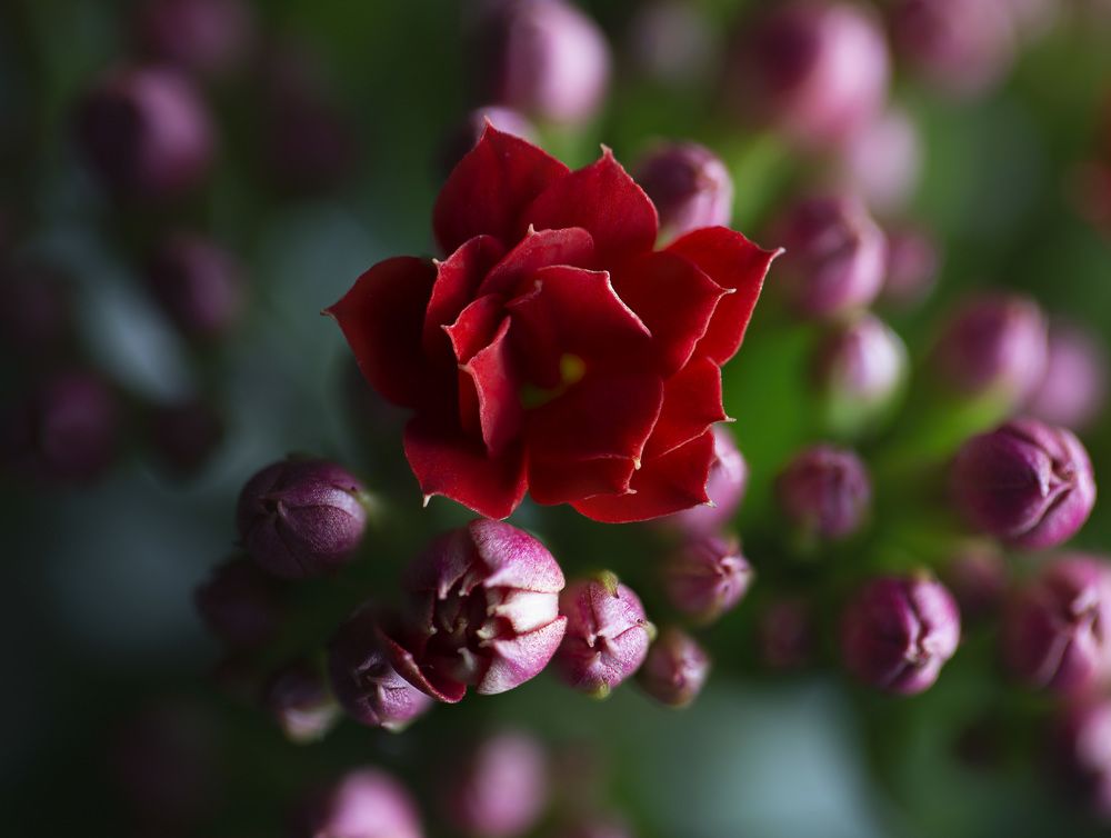 Photograph by Марианна Привроцкая