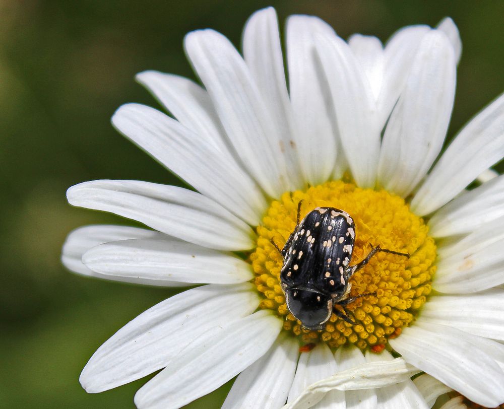 Погадаю на ромашке