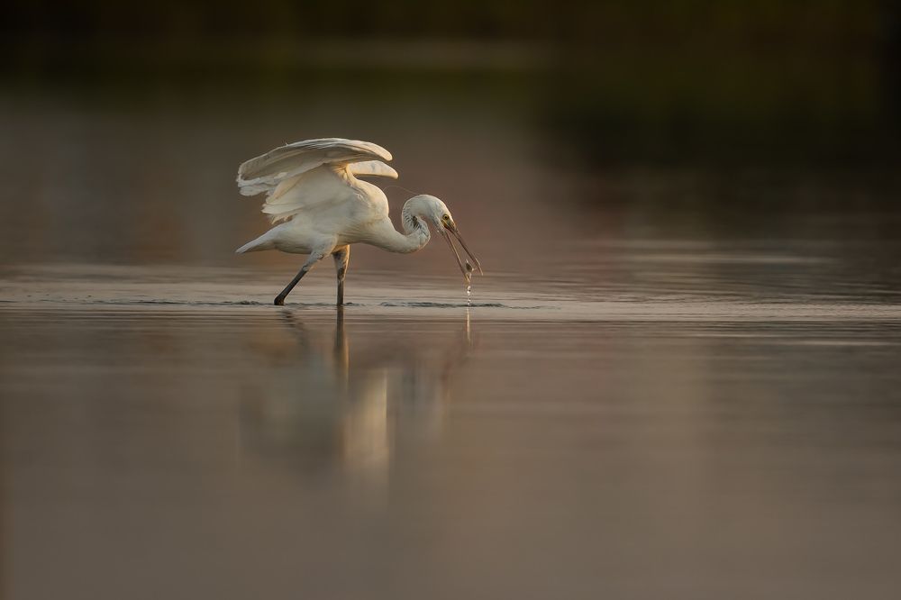 Фотография автора Niranjan Acharya