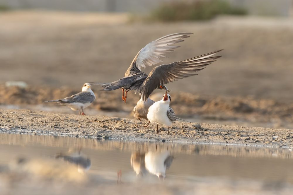 Фотография автора Niranjan Acharya