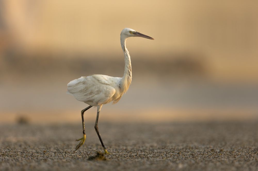 Фотография автора Niranjan Acharya