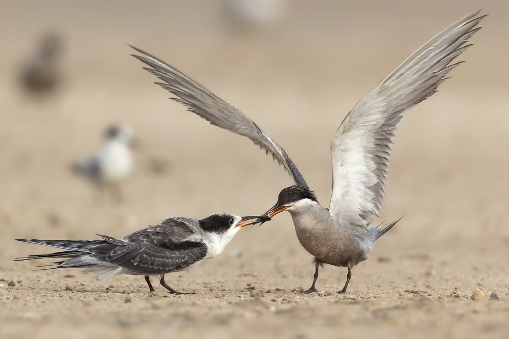 Фотография автора Niranjan Acharya