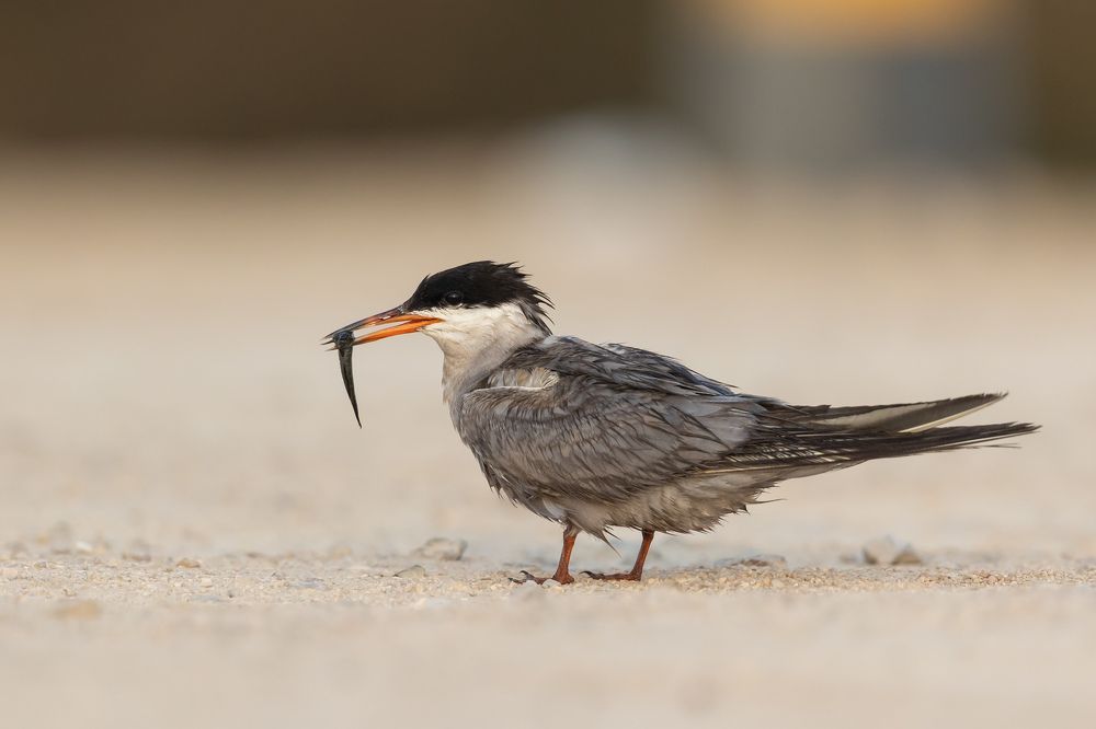 Фотография автора Niranjan Acharya
