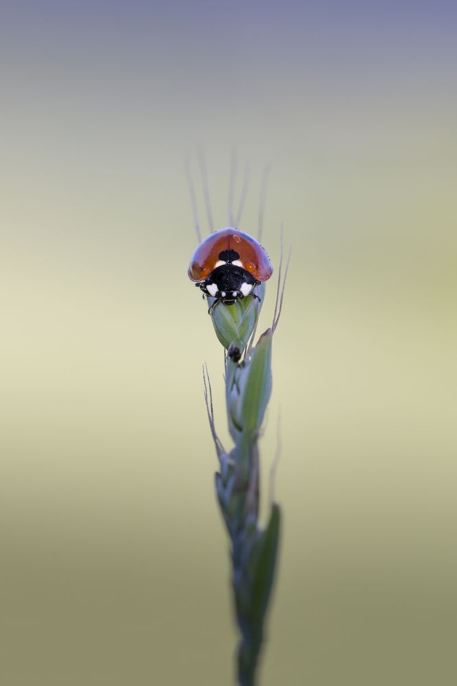 Photograph by Massimo Tamajo