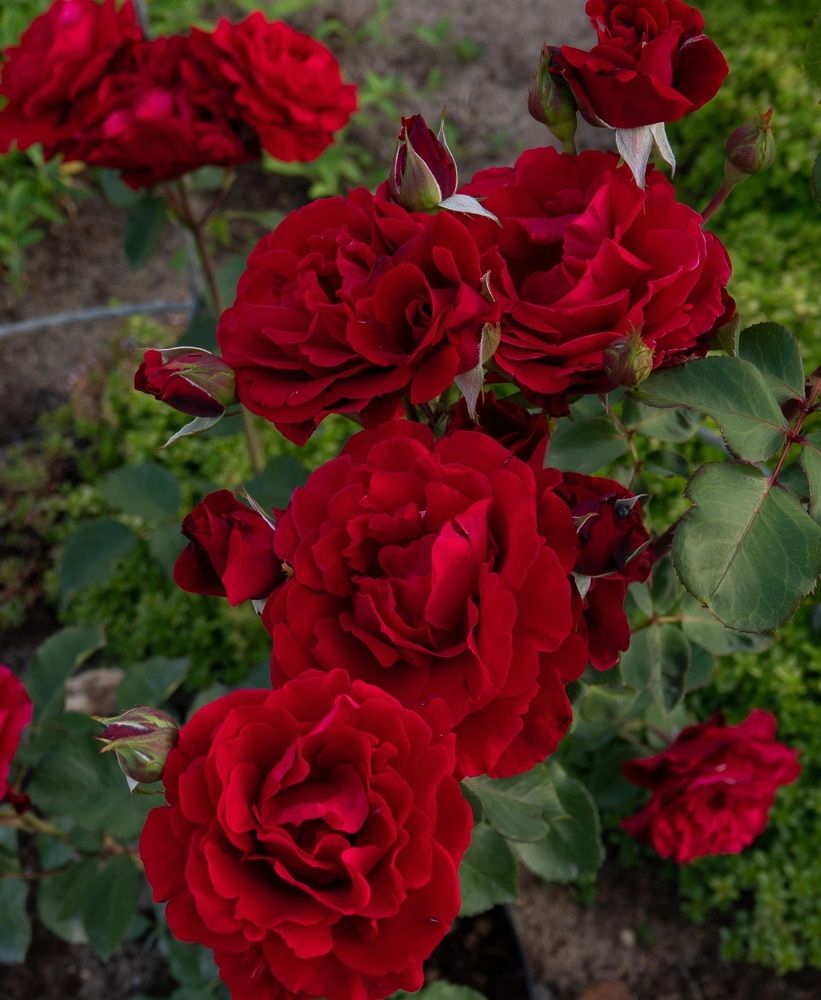 Photograph by Валентина Тагильцева