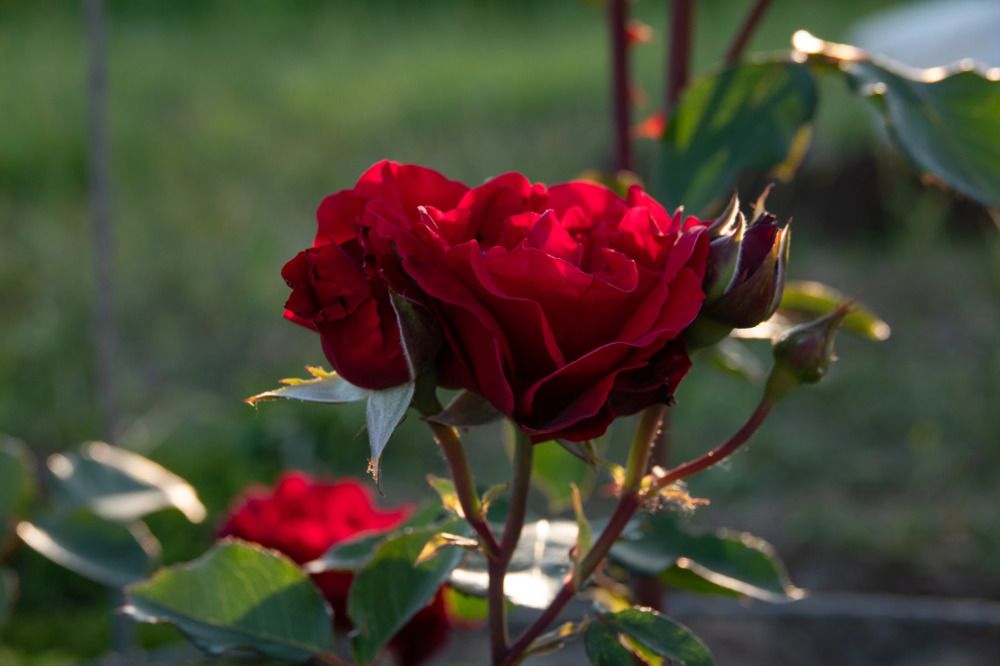 Photograph by Валентина Тагильцева