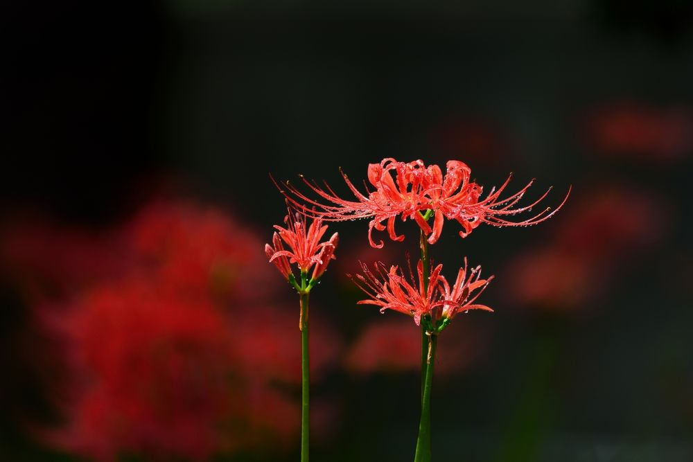 Red spider lily in the spotlight