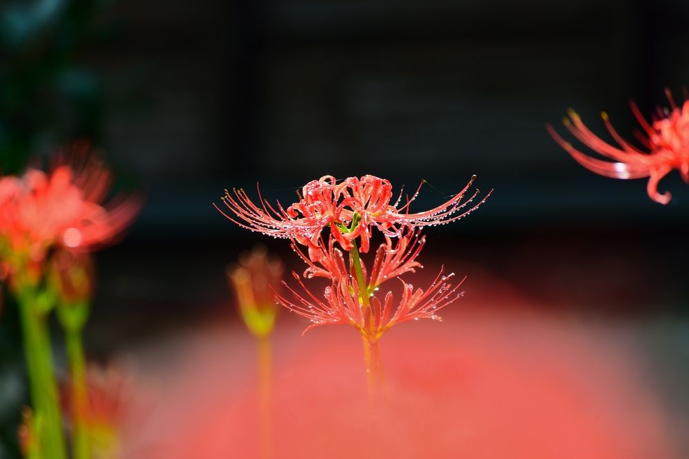 Photograph by Ohta Sigeki