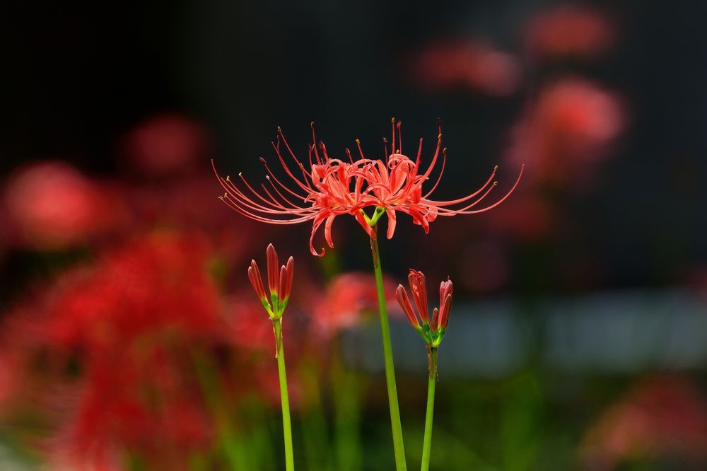 Photograph by Ohta Sigeki