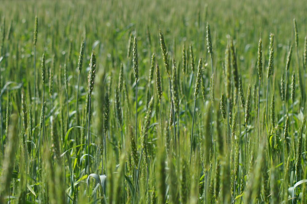 пшеница цветет