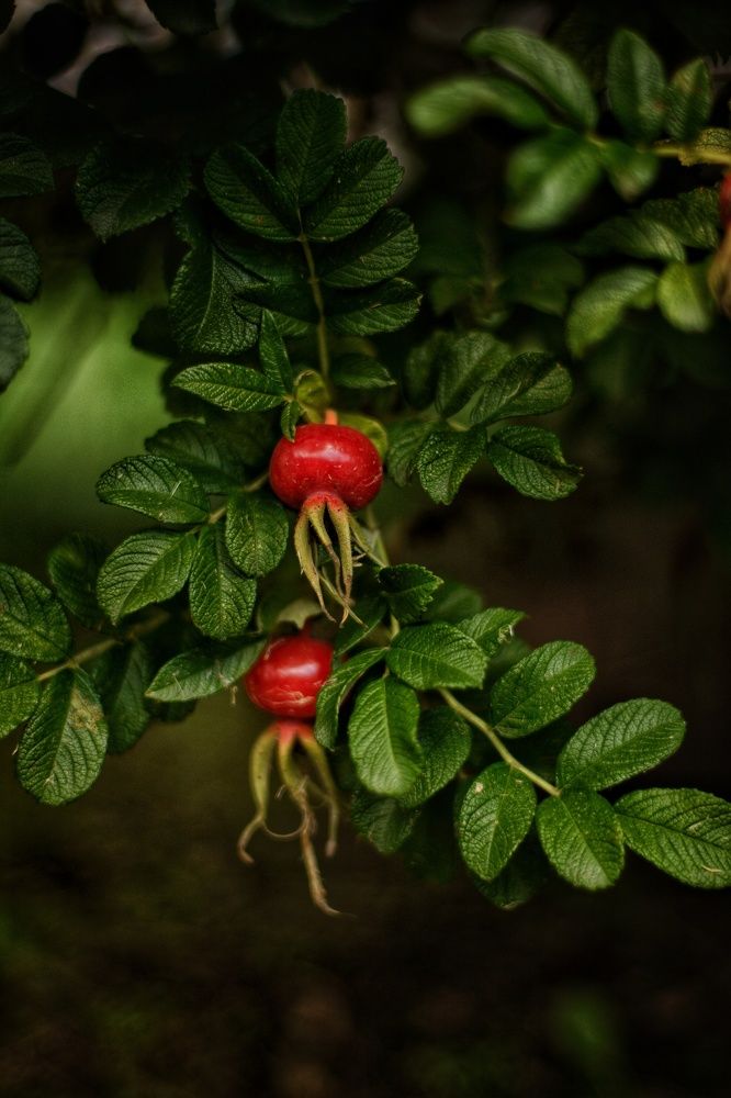 Фотография автора Юлия Щинова