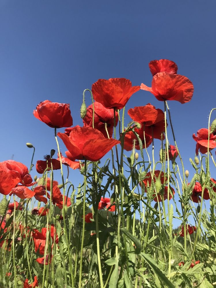 Photograph by Анна Алякина