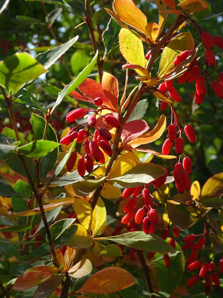 Photograph by Николай Худяков