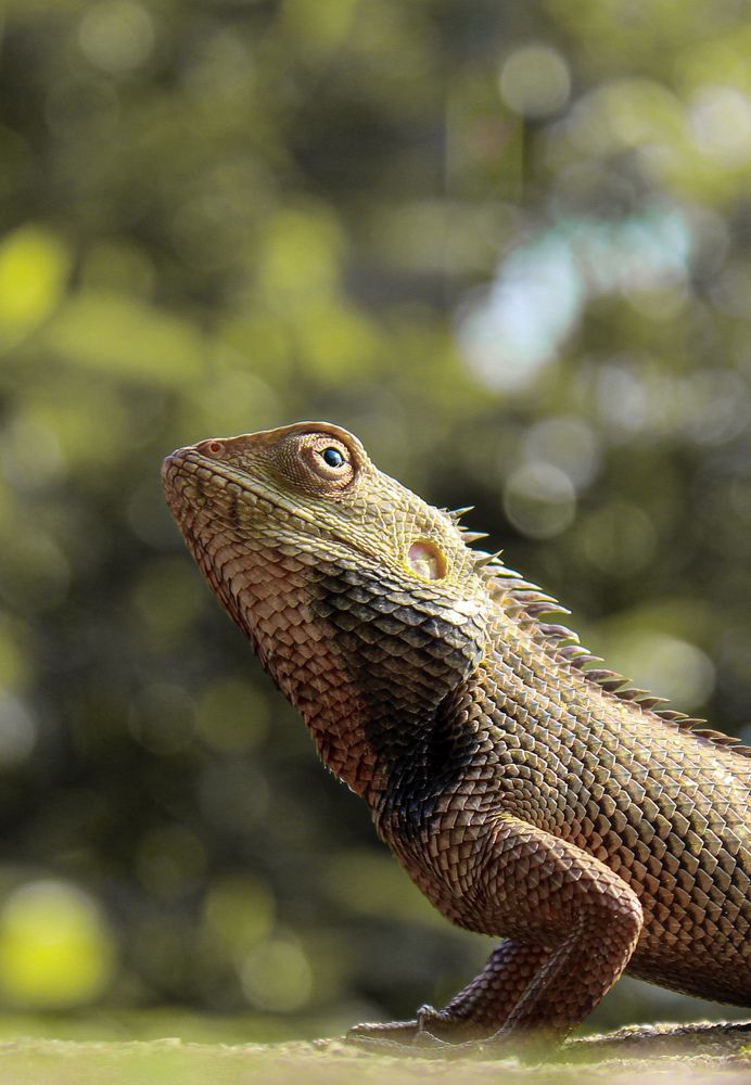 Фотография автора Aniket Layek