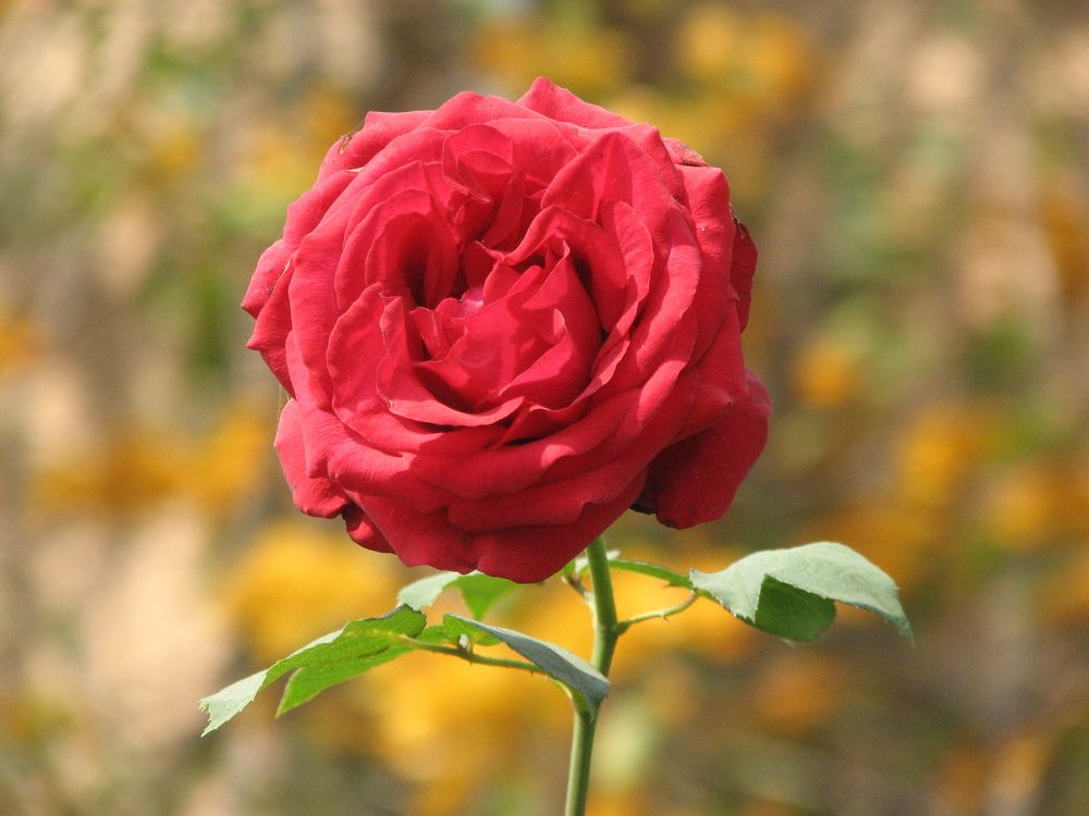 Photograph by SURAJIT SARKAR