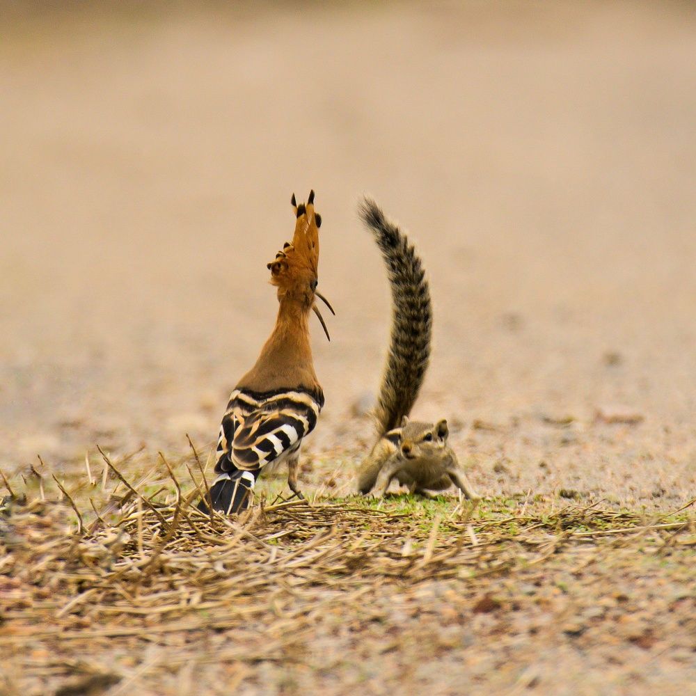 Photograph by Dipti Ramavat Sharma