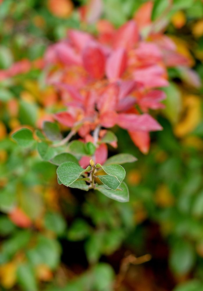 Photograph by Алексей Козлов