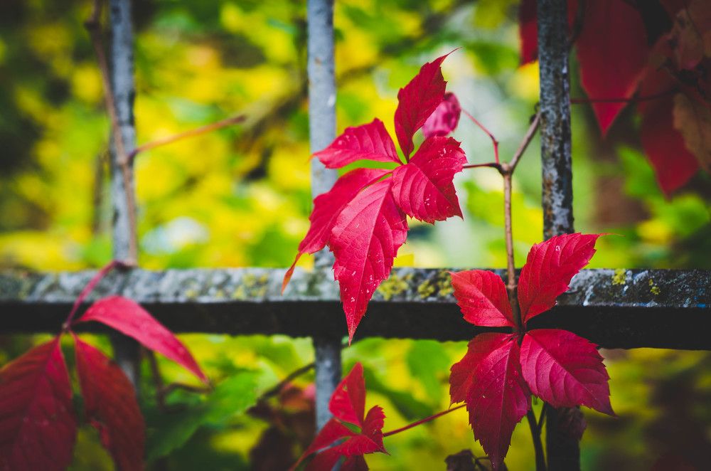 Photograph by Анастасия Кашенко