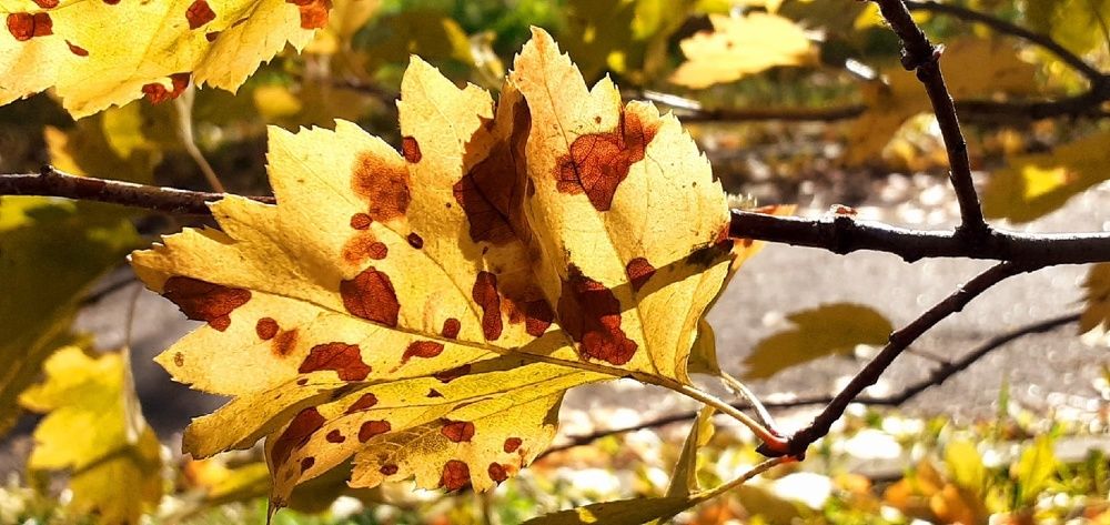 Photograph by Евгения Ульянова