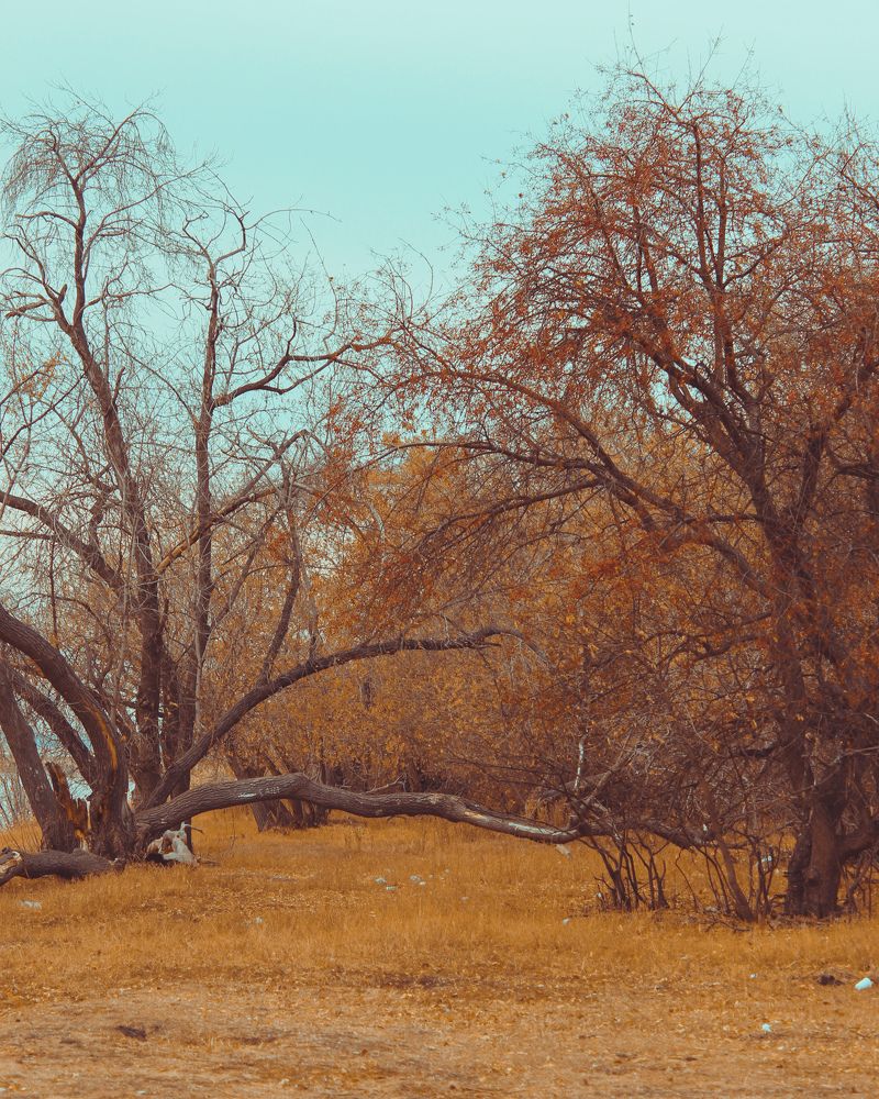 Photograph by Алия Аткельтирова