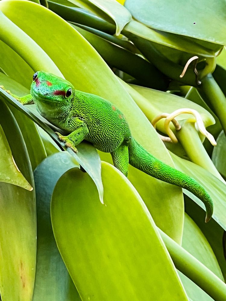 Photograph by Christine ECHEVET-ADAM de VILLIERS