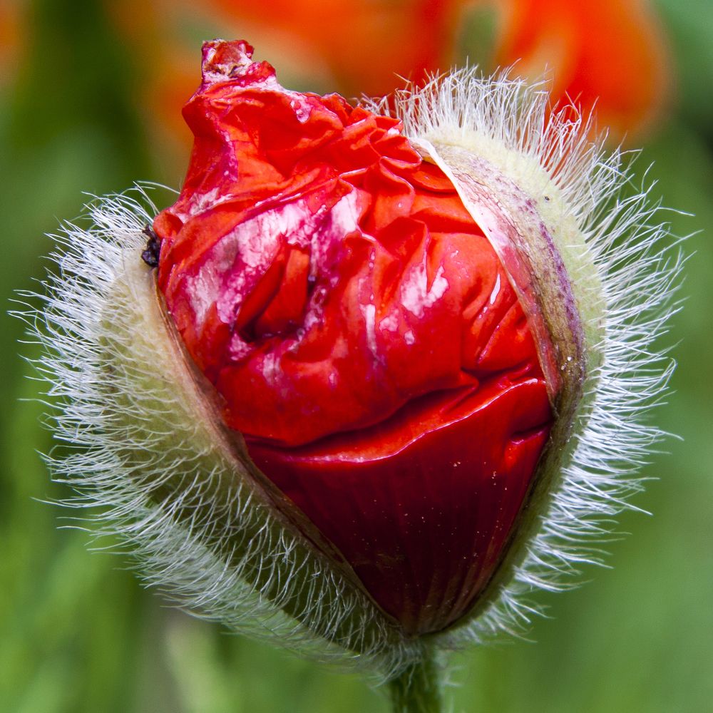 Красный цвет - 1