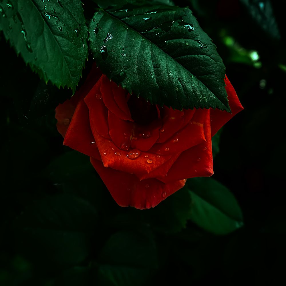 Photograph by Виталий Павлов