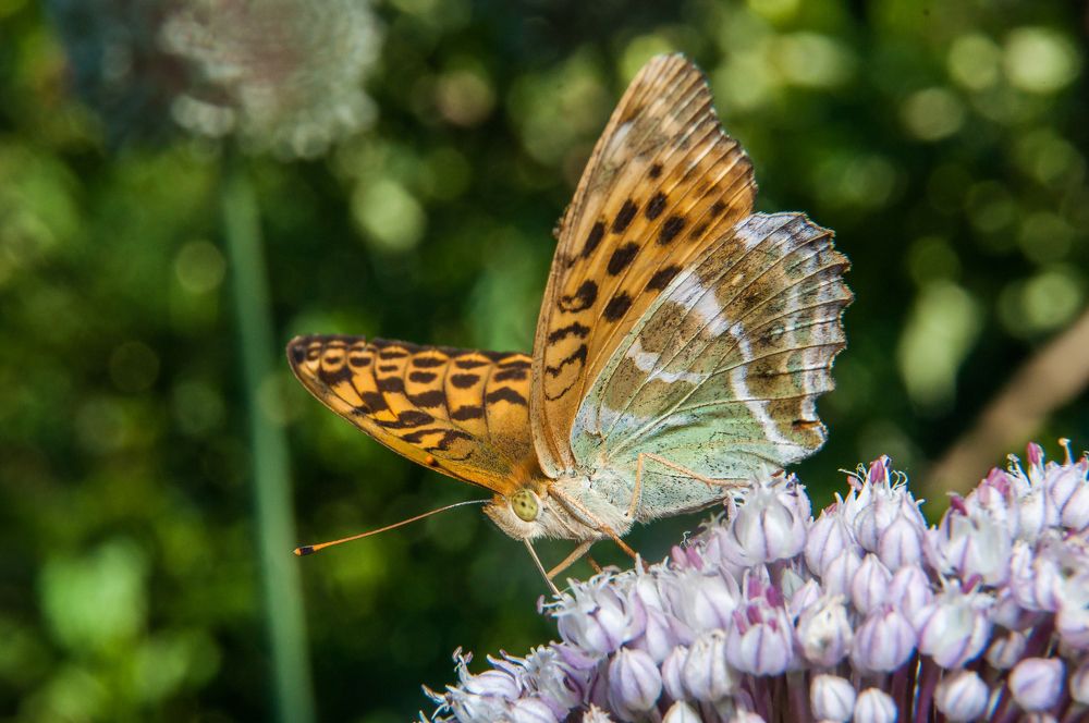 Фотография автора Renat Mansurov