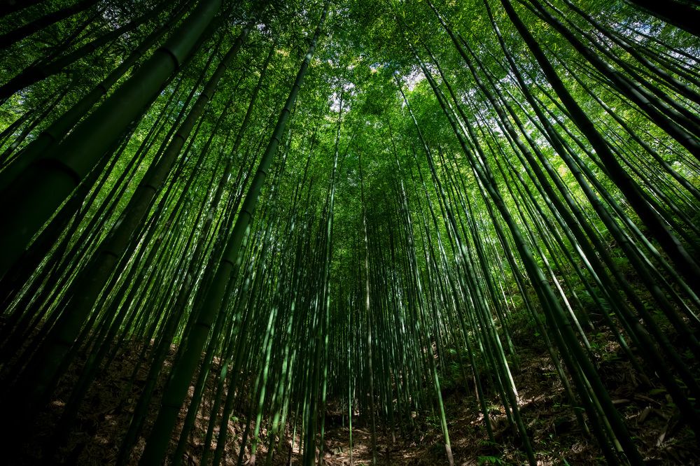 Vast green bamboo forest
