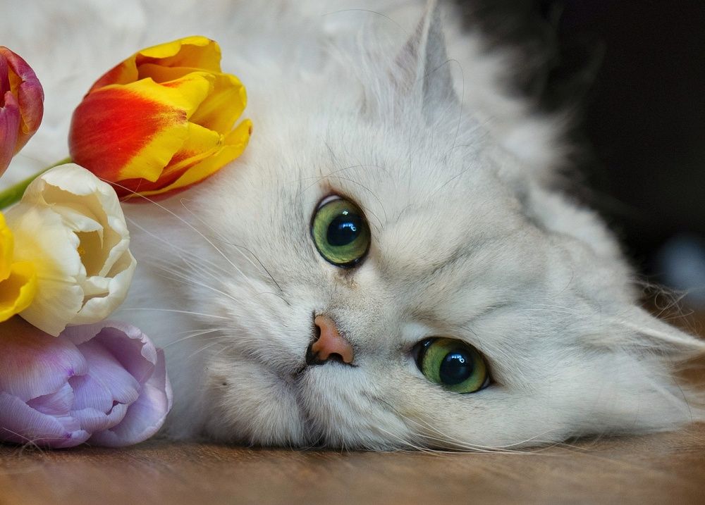 Photograph by Роман Достовалов