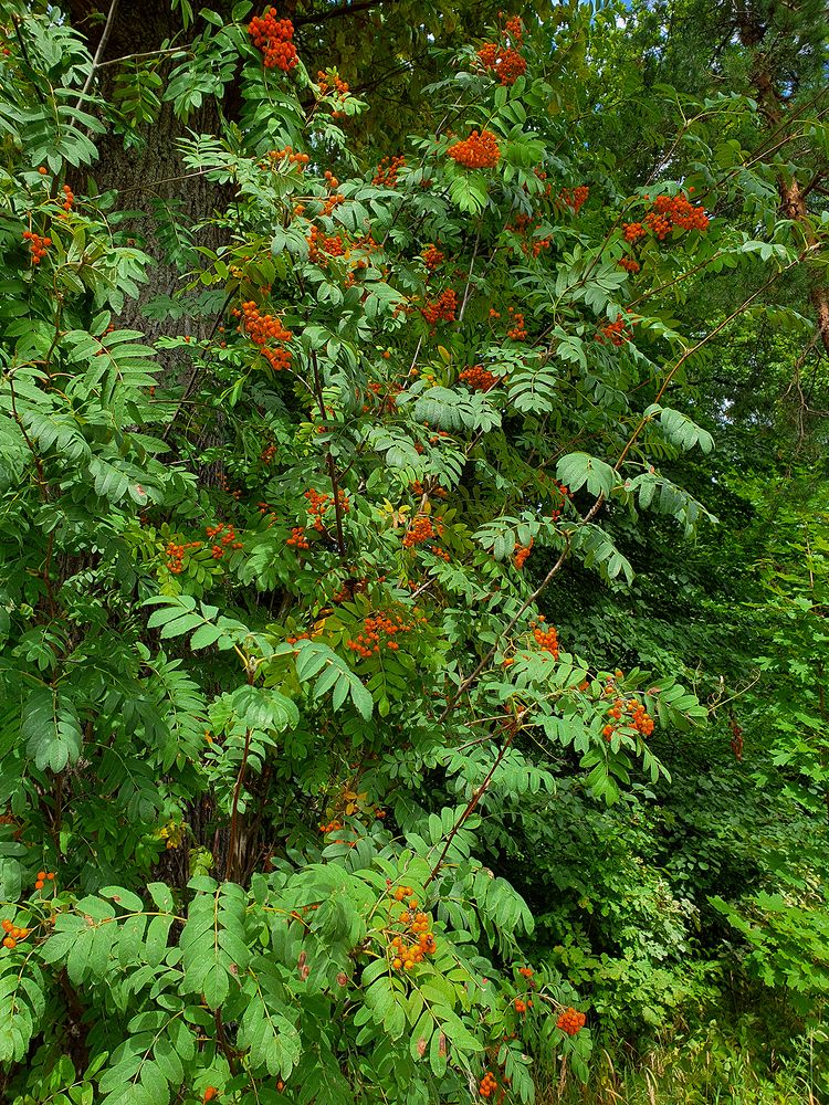 Фотография автора Надежда Лисицына