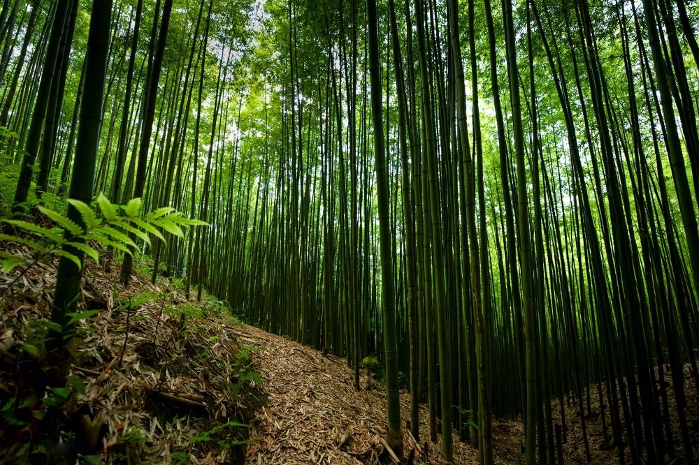 Small path in the green bamboo forest