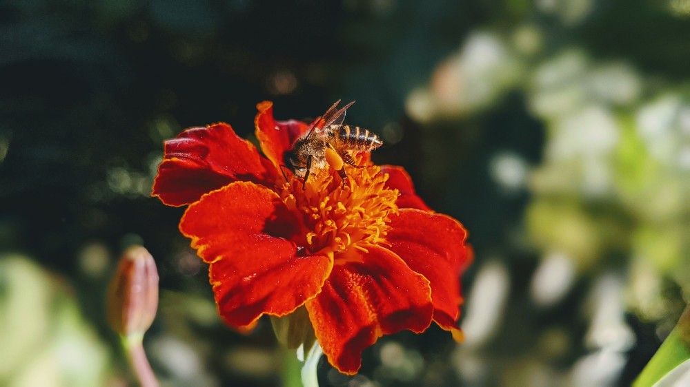 Фотография автора Ganesh Varma