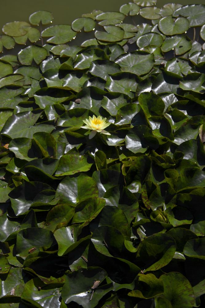 Photograph by Нелли