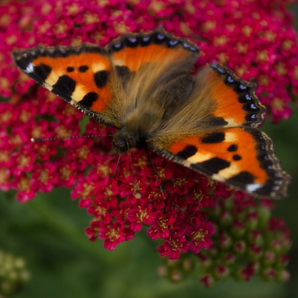 Photograph by Валентина Тагильцева