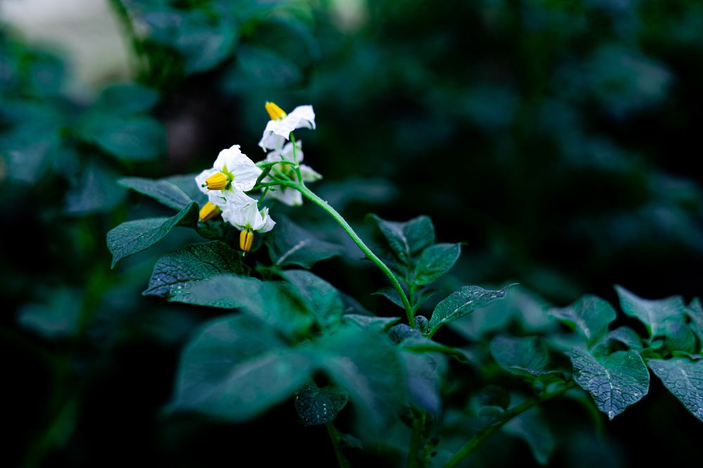 Фотография автора Natallia Kirpichova