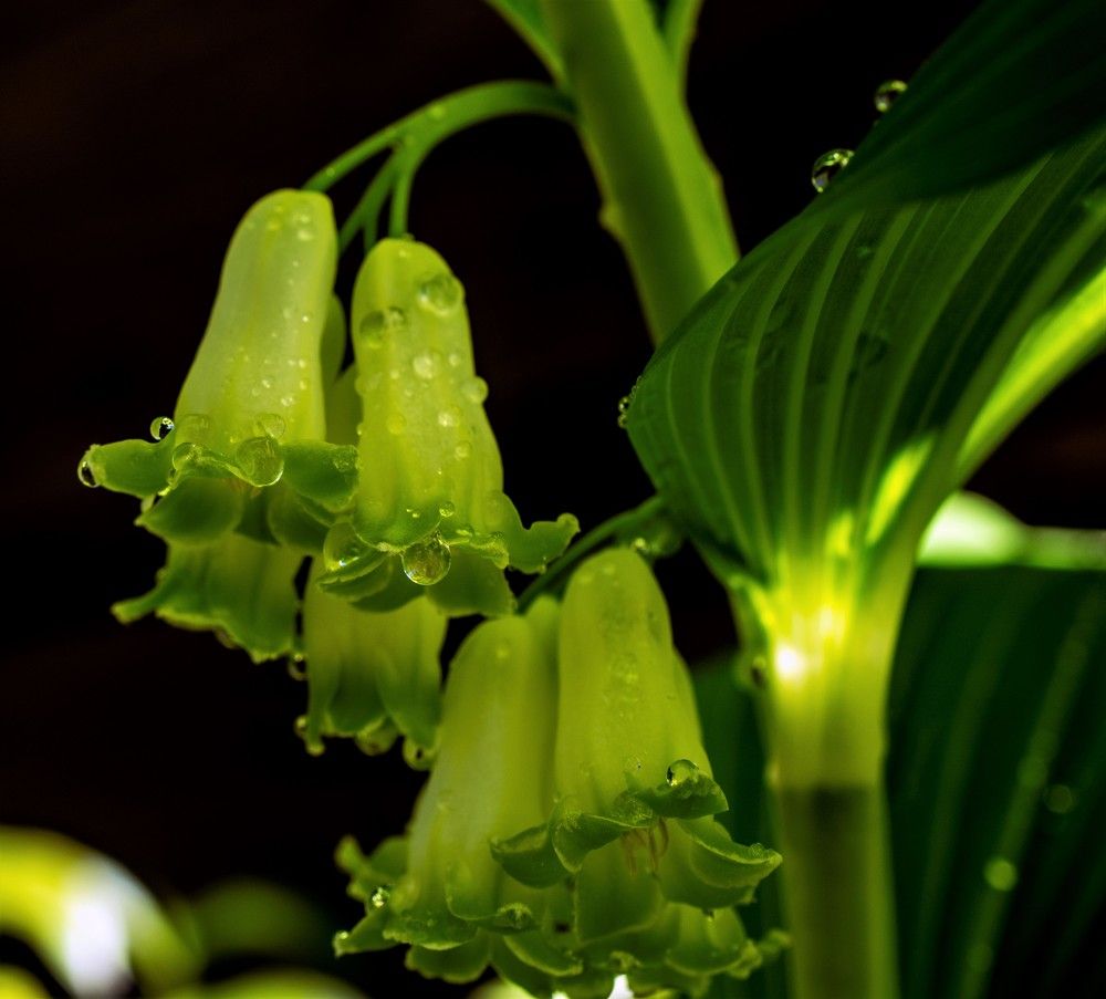 Photograph by Николай Лысцев