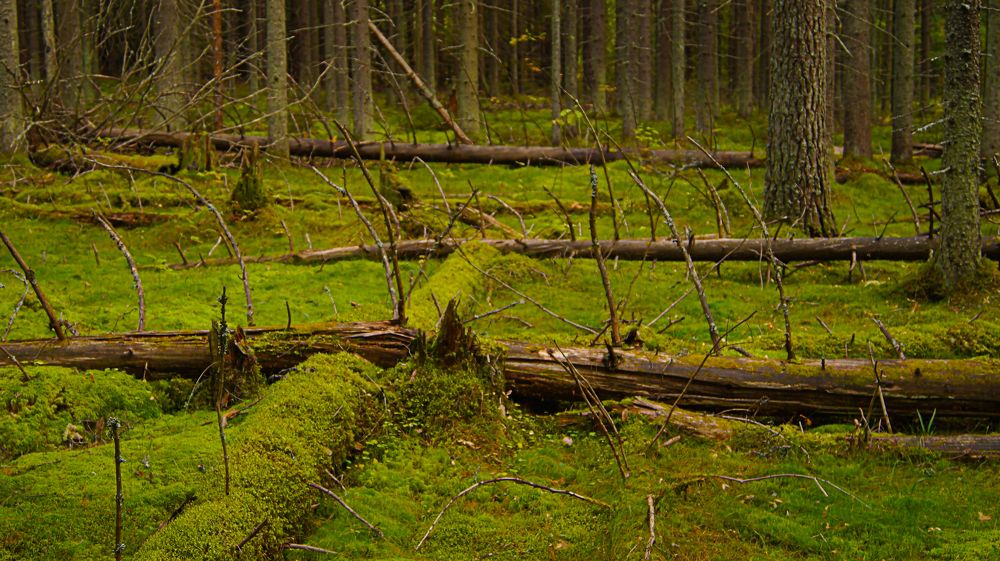 Фотография автора Юрий Цыркунов
