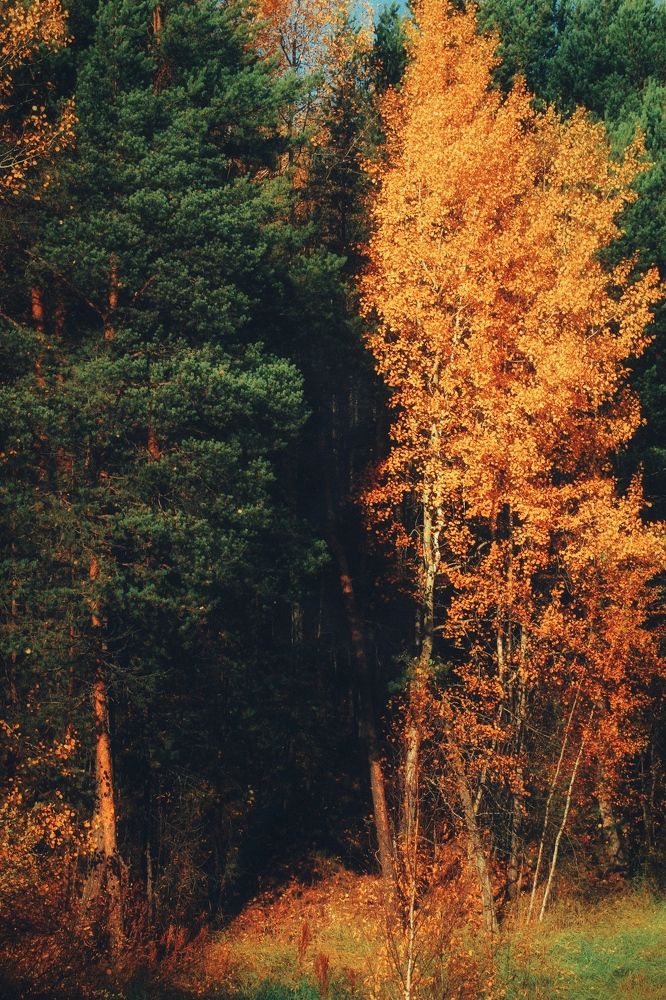 Photograph by Елена Дегтяренко