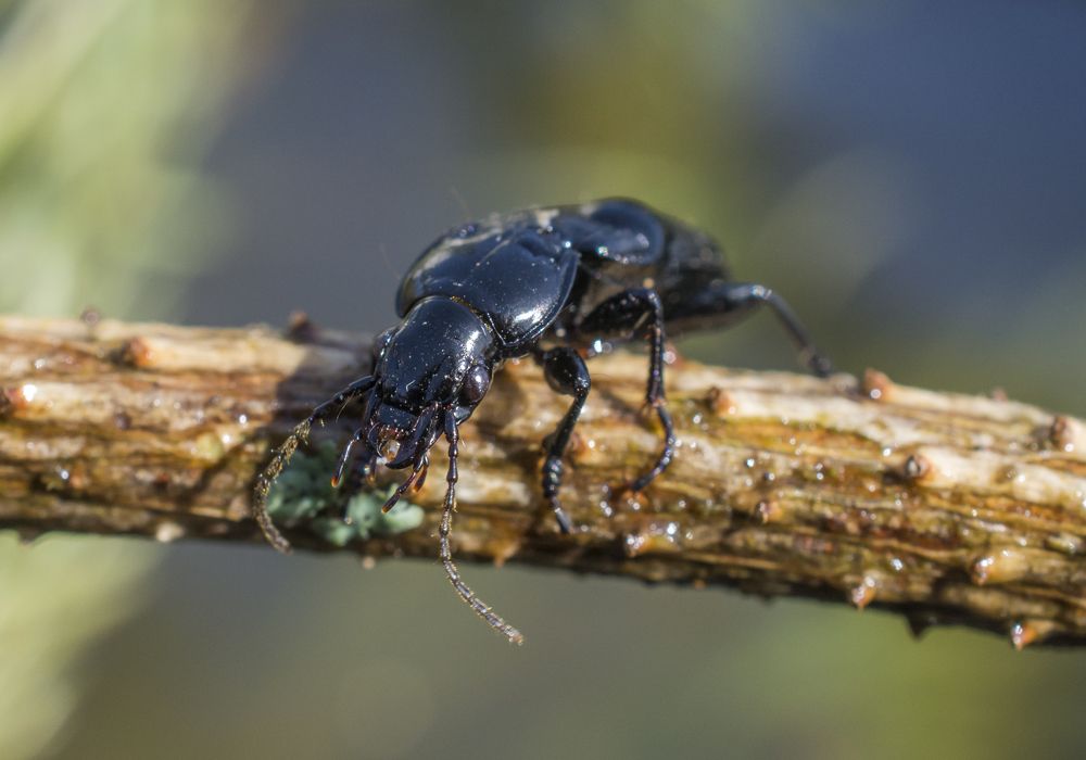 Photograph by Николай Лысцев