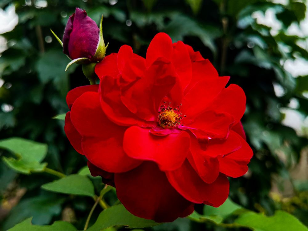 Фотография автора Petar Metić