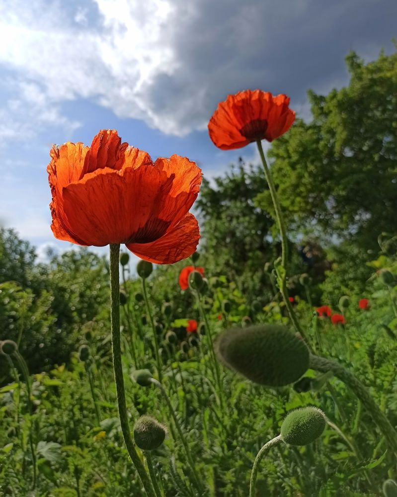 Photograph by Elena Bogomolova