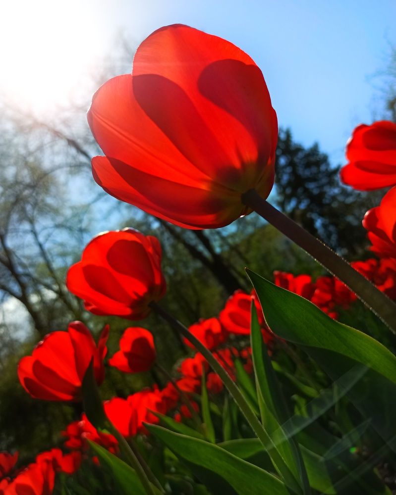 Photograph by Elena Bogomolova