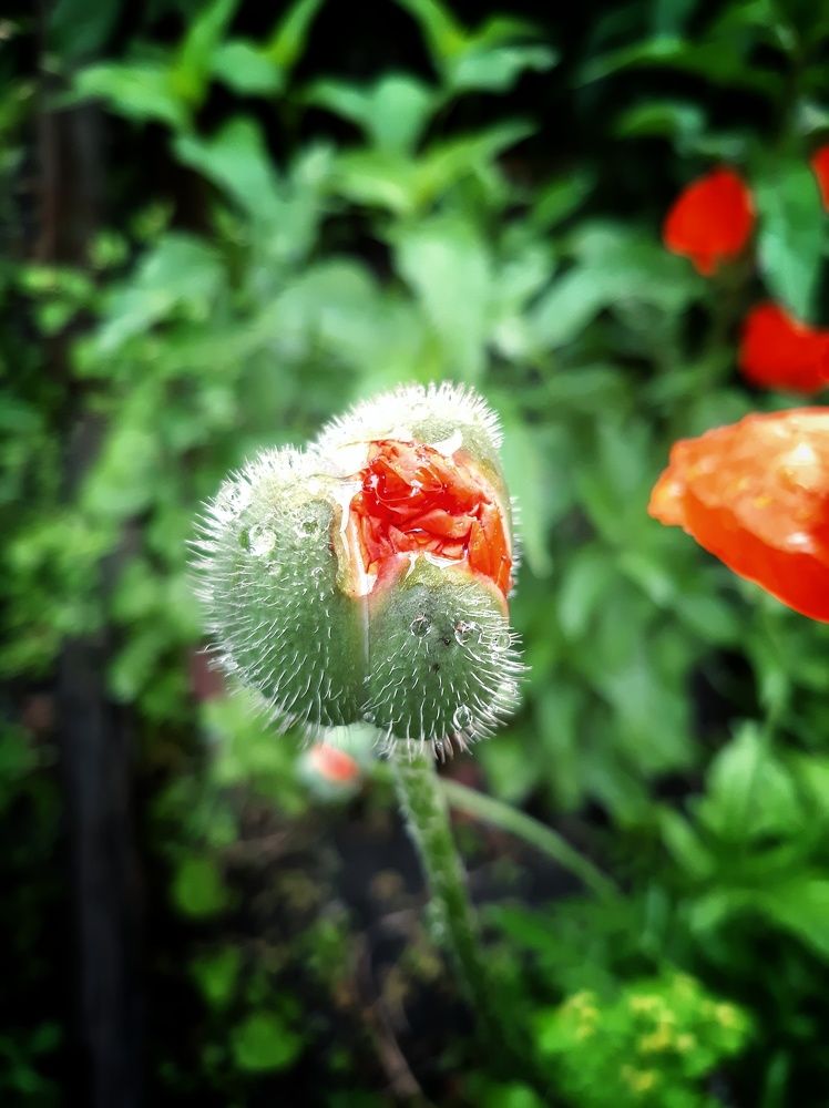 Маковый бутон