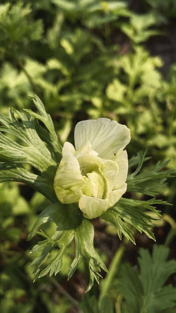 Photograph by Яна Колчанова